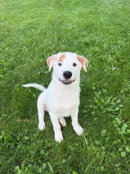 Olaf -  Australian Cattle Dog Blue Heeler Dog for Adoption in Irwin, Pennsylvania - Olaf | PetCurious