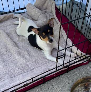 Franks -  Rat Terrier and Jack Russell Terrier Dog for Adoption in Armada, Michigan - Franks | PetCurious