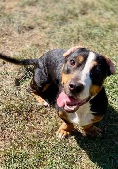 Rescue Basset Hound and Mixed Breed Dogs for Adoption in Urbandale, Iowa - Mickey | PetCurious
