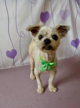 Maltese and Yorkshire Terrier Dogs Available for Adoption - Ester | PetCurious