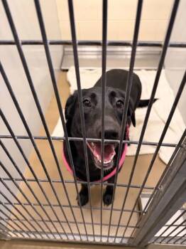 Rescue Labrador Retriever and Mixed Breed Dogs for Adoption in Knoxville, Tennessee - Odette | PetCurious