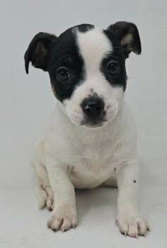 Jack Russell Terrier and Beagle Dogs Available for Adoption - Hampster | PetCurious