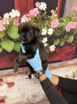 Rottweiler and Labrador Retriever Dogs Available for Adoption in San Bernardino, California - QUEENIE | PetCurious