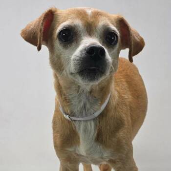 Jasmine -  Chihuahua and None Dog for Adoption - Jasmine | PetCurious