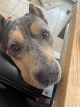 Tina -  American Bully Dog for Adoption in Chelmsford, Massachusetts - Tina | PetCurious