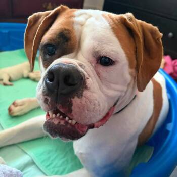 Gracie -  Bulldog Dog for Adoption in Youngstown, Ohio - Gracie | PetCurious