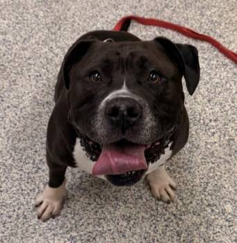 Roger -  Pit Bull Terrier Dog for Adoption in Golden, Colorado - Roger | PetCurious