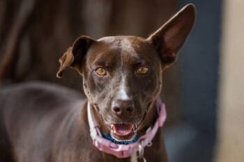 Mia -  Labrador Retriever Dog for Adoption in Santa Rosa, California - Mia | PetCurious