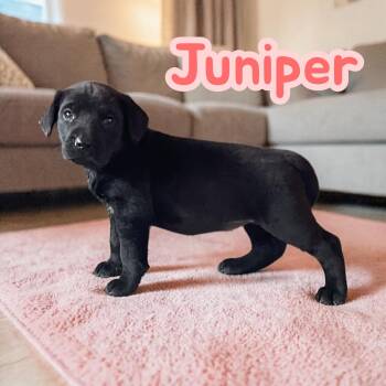 Labrador Retriever and German Shorthaired Pointer Dogs Available for Adoption in Chuckey, Tennessee - Juniper (Runt Of The Tree Litter) | PetCurious