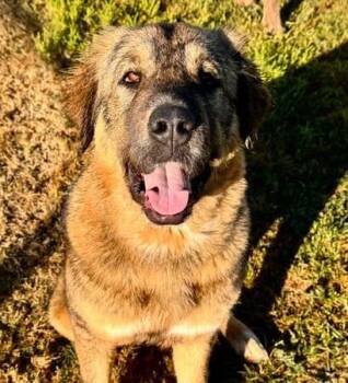 Anatolian Shepherd and Mastiff Dogs Available for Adoption in Folsom, California - JJ | PetCurious