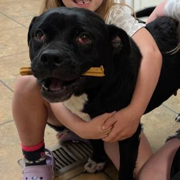 Rescue American Staffordshire Terrier Dogs for Adoption in Rossville, Georgia - Cookie | PetCurious