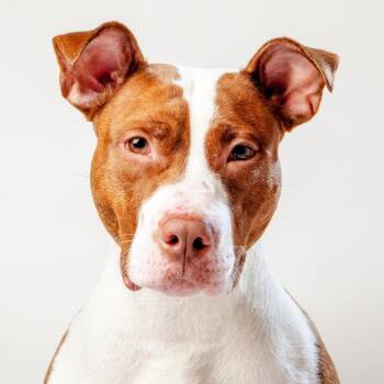 Rescue Terrier Dogs for Adoption in New York, New York - Hoops | PetCurious