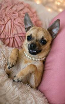Chihuahua Dogs Available for Adoption in Grand Prairie, Texas - WAFFLES  | PetCurious