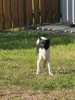 Chihuahua and Terrier Dogs Available for Adoption in Hillsborough, North Carolina - Lola | PetCurious