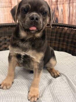 Edward -  Pug and German Shepherd Dog Dog for Adoption in Neillsville, Wisconsin - Edward | PetCurious