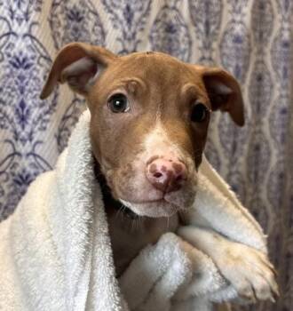 Abby -  Terrier and Mixed Breed Dog for Adoption in Honolulu, Hawaii - Abby | PetCurious