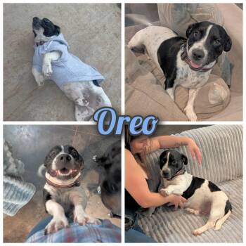 Basset Hound and Bulldog Dogs Available for Adoption in Bastrop, Texas - Oreo (37lb) | PetCurious