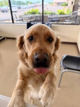 Lilo -  Golden Retriever Dog for Adoption in Mundelein, Illinois - Lilo | PetCurious