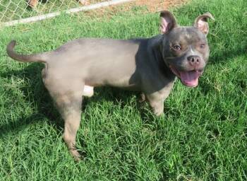 DEXTER -  Staffordshire Bull Terrier and Mixed Breed Dog for Adoption in Oklahoma City, Oklahoma - DEXTER | PetCurious