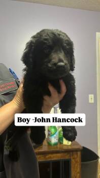 John Hancock (Black) -  Labrador Retriever and Poodle Dog for Adoption in Russellville, Kentucky - John Hancock (Black) | PetCurious