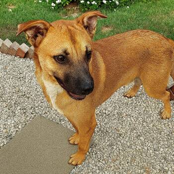 Rescue Australian Shepherd Dogs for Adoption in Jay, New York - Zack | PetCurious