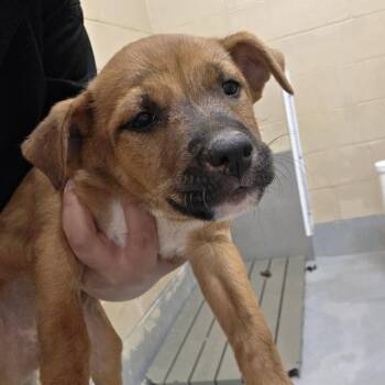 Shell -  Shepherd and Mixed Breed Dog for Adoption in Austin, Texas - Shell | PetCurious