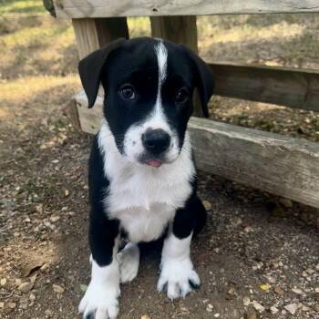 Mighty -  Retriever Dog for Adoption in Bulverde, Texas - Mighty | PetCurious