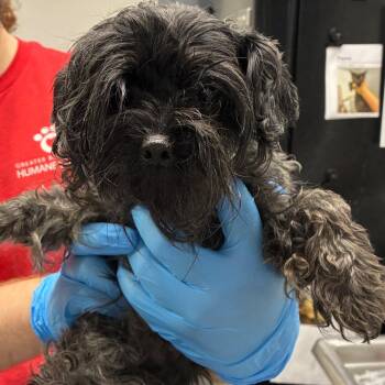 Jamie -  Yorkshire Terrier and Poodle Dog for Adoption in Birmingham, Alabama - Jamie | PetCurious