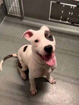XIPHOID -  Pit Bull Terrier Dog for Adoption in Baytown, Texas - XIPHOID | PetCurious