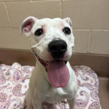 Ellie -  Pit Bull Terrier Dog for Adoption in Reno, Nevada - Ellie | PetCurious