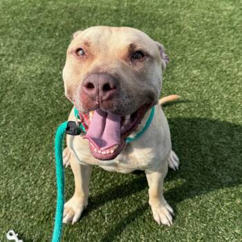 Bane -  Mixed Breed Dog for Adoption in Philadelphia, Pennsylvania - Bane | PetCurious