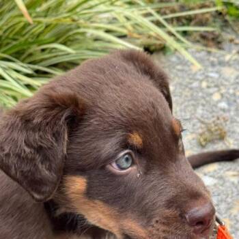 Bugs -  German Shepherd Dog and Boxer Dog for Adoption in Christiansburg, Virginia - Bugs | PetCurious
