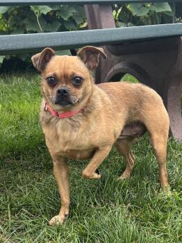 Sugar -  Chihuahua and Pug Dog for Adoption in Estherville, Iowa - Sugar | PetCurious