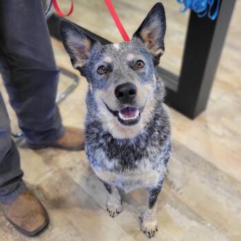Blue -  Australian Cattle Dog Blue Heeler and Mixed Breed Dog for Adoption in Abilene, Texas - Blue | PetCurious