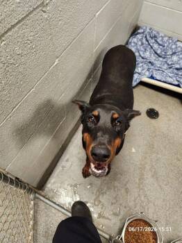 KENYA -  Doberman Pinscher and Mixed Breed Dog for Adoption - KENYA | PetCurious