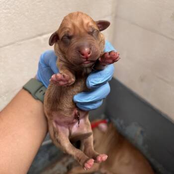 Ram pup 2 -  Shepherd Dog for Adoption in Edinburg, Texas - Ram Pup 2 | PetCurious