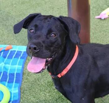 Harley -  Mixed Breed Dog for Adoption in Athens, Georgia - Harley | PetCurious