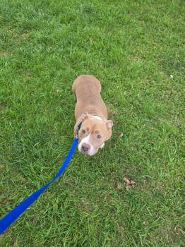 American Bully Dogs Available for Adoption - Bella | PetCurious