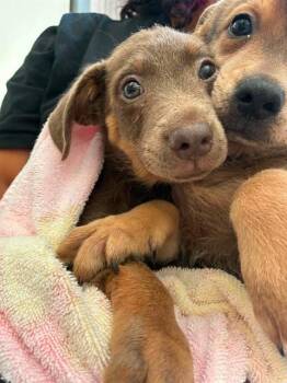 BAILEY -  German Shepherd Dog Dog for Adoption in Stockton, California - BAILEY | PetCurious