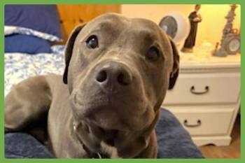 Pit Bull Terrier Dogs Available for Adoption in Amherst, Massachusetts - Barry | PetCurious