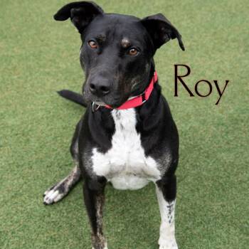 Roy -  Black Labrador Retriever and Mixed Breed Dog for Adoption in Parkersburg, West Virginia - Roy | PetCurious