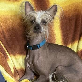 Sir Hairy -  Chinese Crested Dog Dog for Adoption in Rockville, Maryland - Sir Hairy | PetCurious