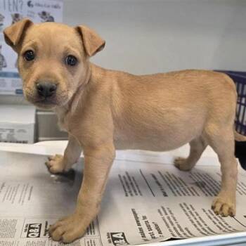 Shepherd Dogs Available for Adoption - Rosie | PetCurious