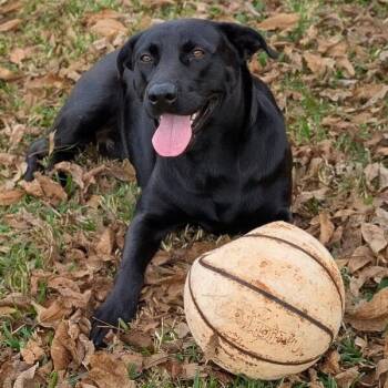 Labrador Retriever and Black Labrador Retriever Dogs Available for Adoption in Friendswood, Texas - Maverick Beau The Loving Lab | PetCurious