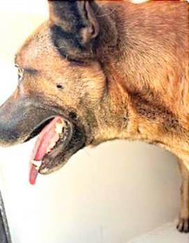 Belgian Shepherd Malinois Dogs Available for Adoption in Houston, Texas - A654315 | PetCurious