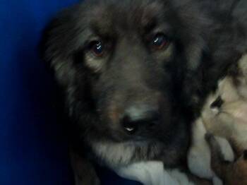 Mixed Breed Dogs Available for Adoption - MELON | PetCurious