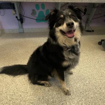 Fenrir -  Australian Shepherd and Black Labrador Retriever Dog for Adoption in Manhattan, Kansas - Fenrir | PetCurious