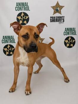 GOLDIE -  American Bulldog and Mixed Breed Dog for Adoption in Winter Haven, Florida - GOLDIE | PetCurious