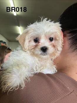 Millie 018 -  Bichon Frise and Shih Tzu Dog for Adoption in Boone, Colorado - Millie 018 | PetCurious