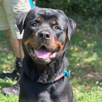 Bourbon -  Rottweiler Dog for Adoption in York, Pennsylvania - Bourbon | PetCurious